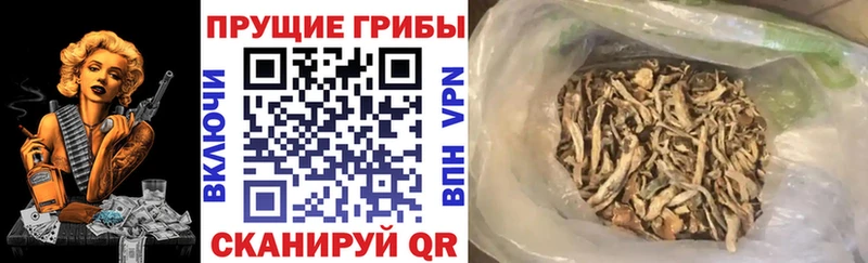 Псилоцибиновые грибы Psilocybine cubensis  Суворов 